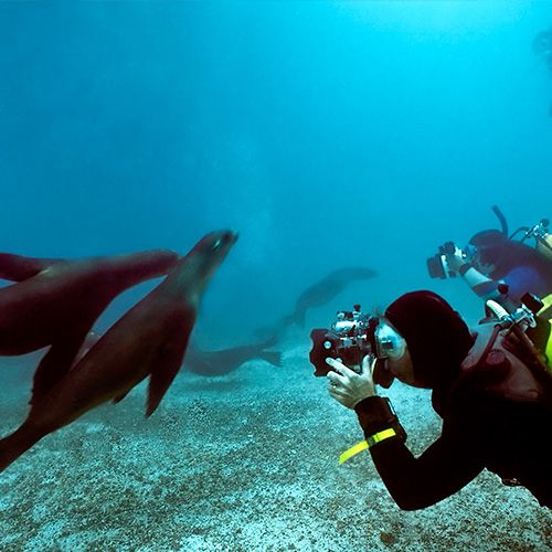 Snorkeler photographing a sea turtle underwater
